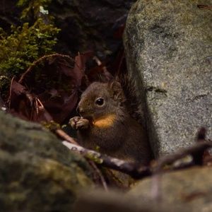 Meet your Posher, Peter